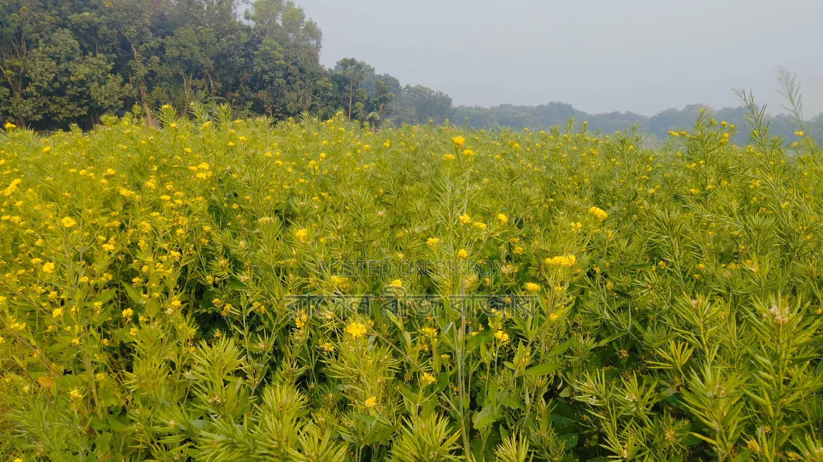 ভিয়েতনাম সরিষা বীজ