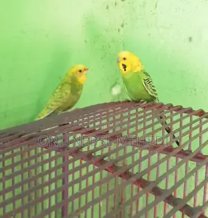 ১ জোড়া বারজিকা পাখি হাত বদল হবে