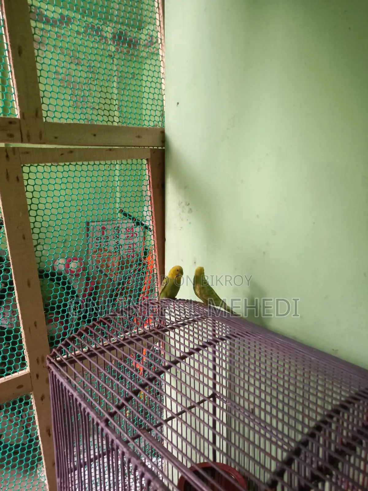 ১ জোড়া বারজিকা পাখি হাত বদল হবে