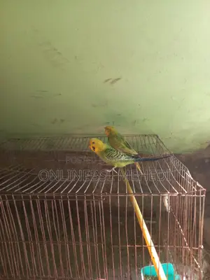 ১ জোড়া বারজিকা পাখি হাত বদল হবে