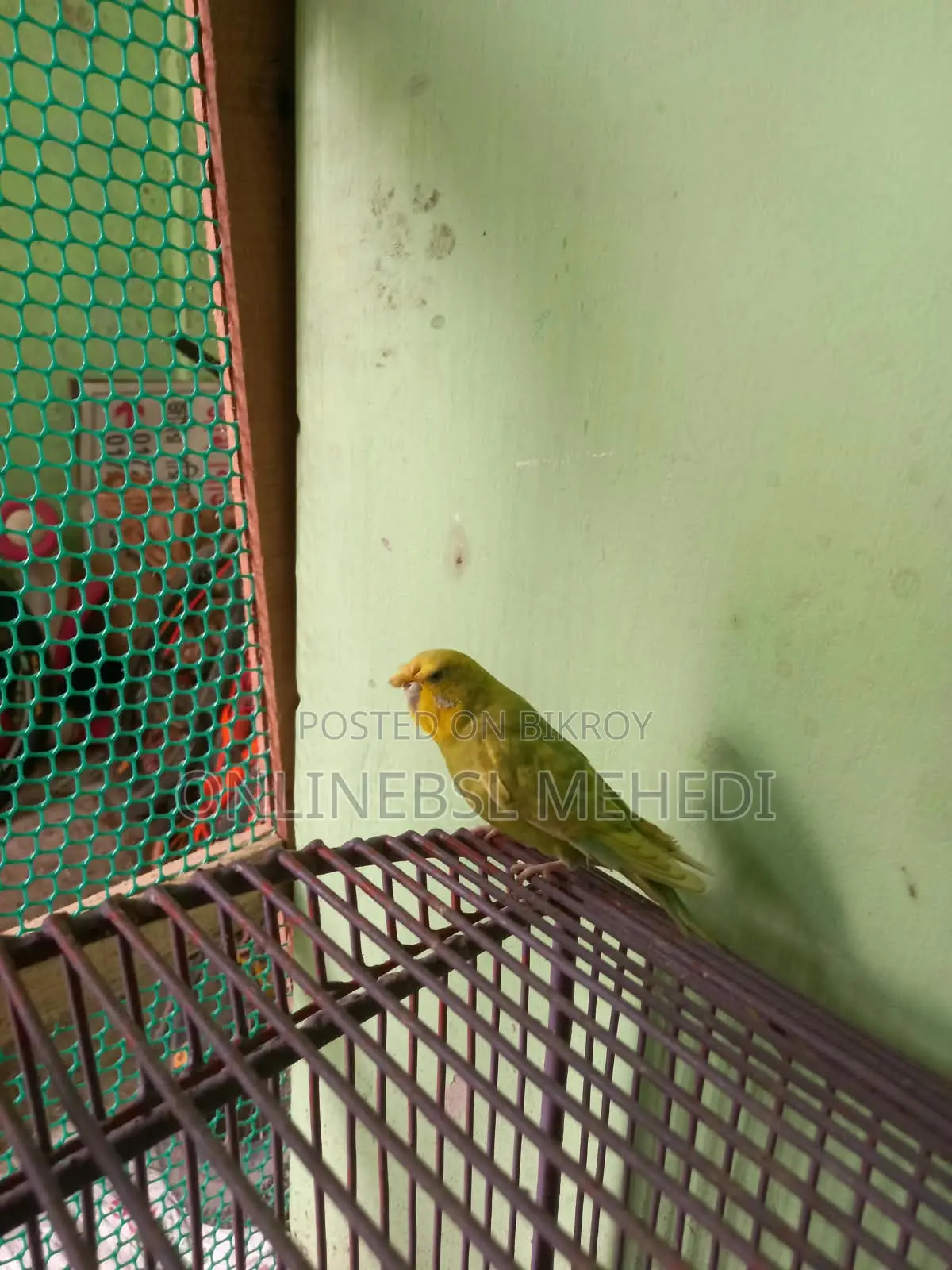 ১ জোড়া বারজিকা পাখি হাত বদল হবে