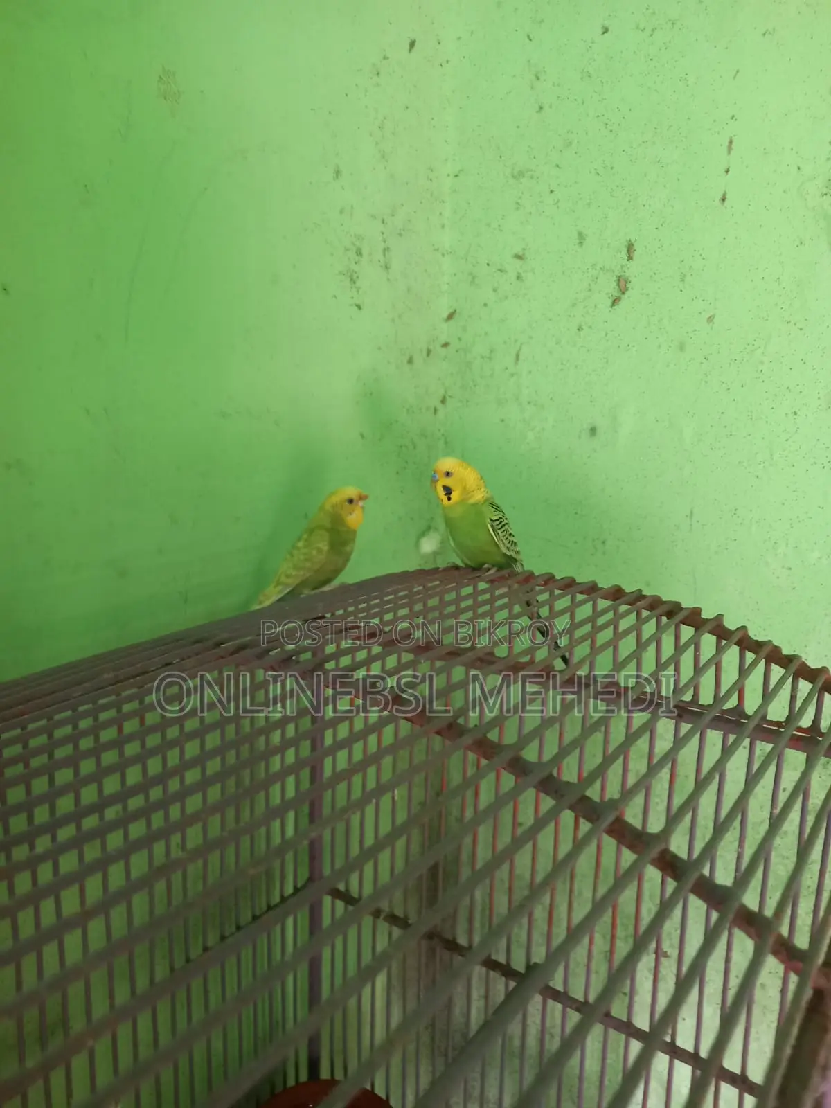 ১ জোড়া বারজিকা পাখি হাত বদল হবে
