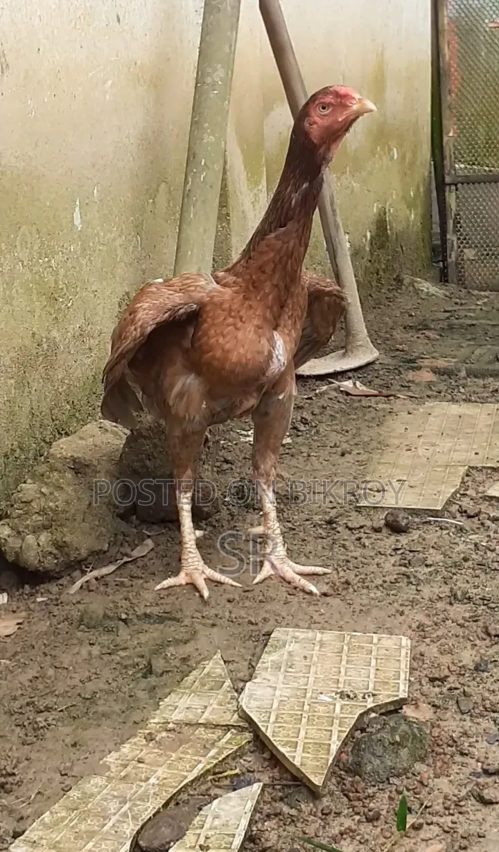Laying Hen