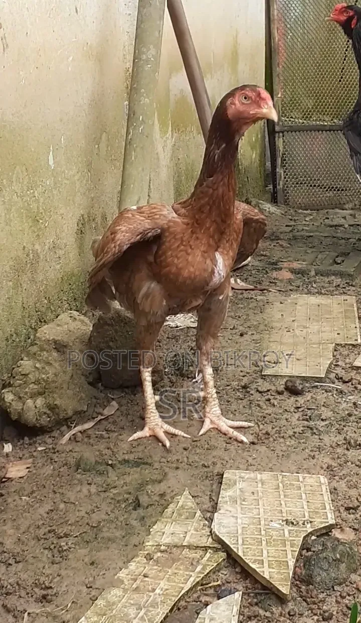 Laying Hen