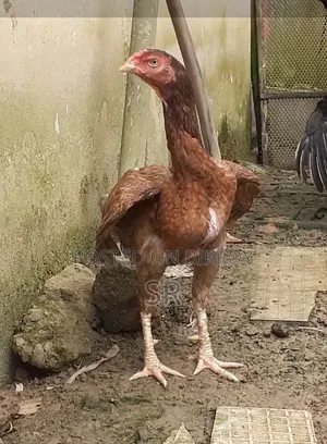 Laying Hen