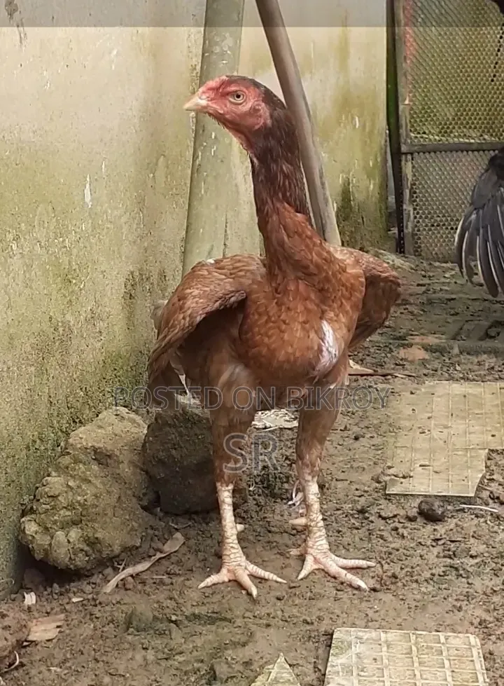 Laying Hen