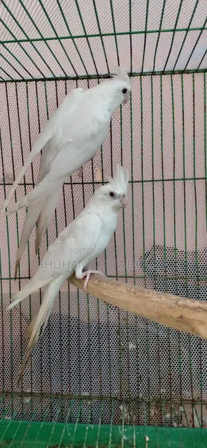 Albion Red Eay Running Cockatiel Bird