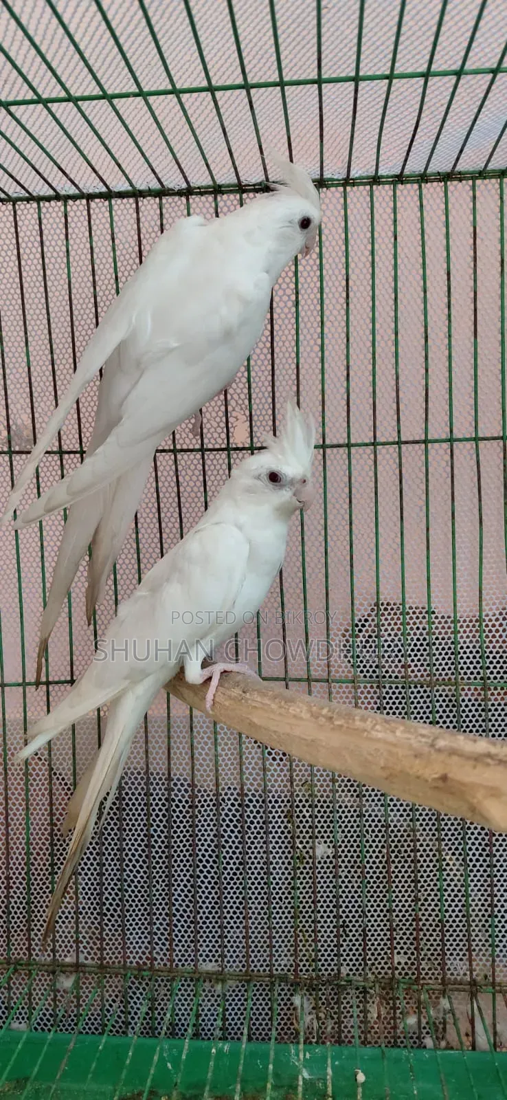 Albion Red Eay Running Cockatiel Bird