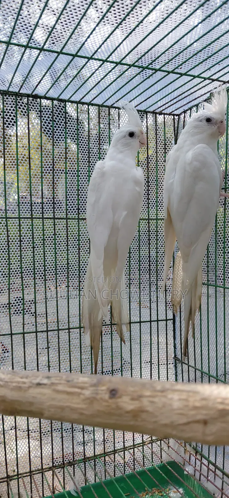 Albion Red Eay Running Cockatiel Bird