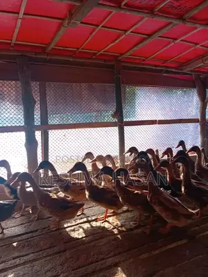 Local Male Duck