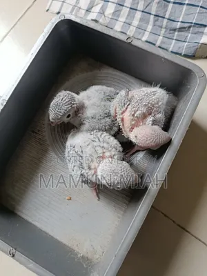 ইয়েলো সাইডেঢ গ্রীনচিককনুর পাখির টেম সাইজ বেবি