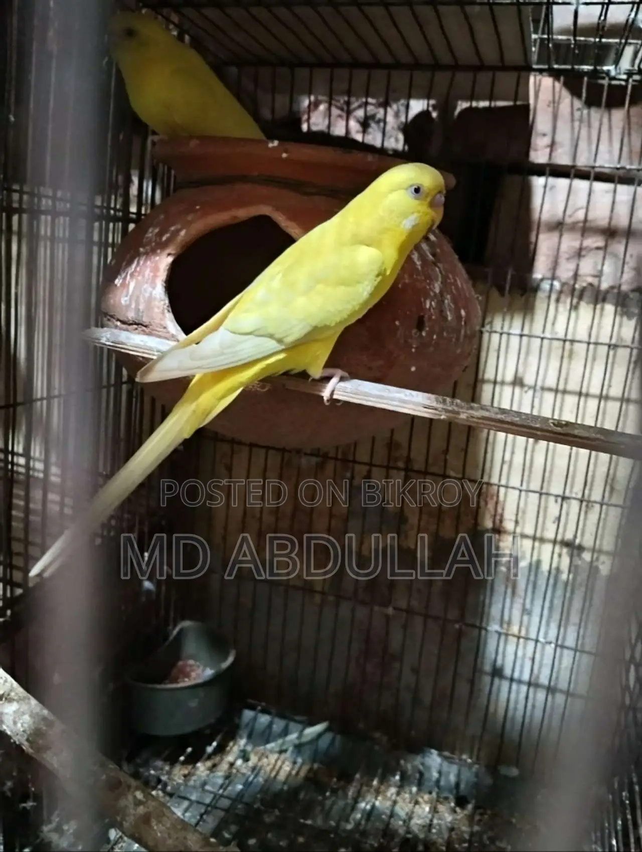 Budgerigar Bird