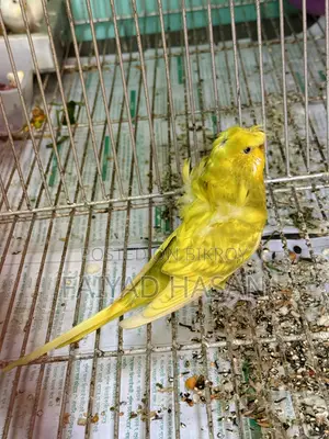 Japanese Budgie