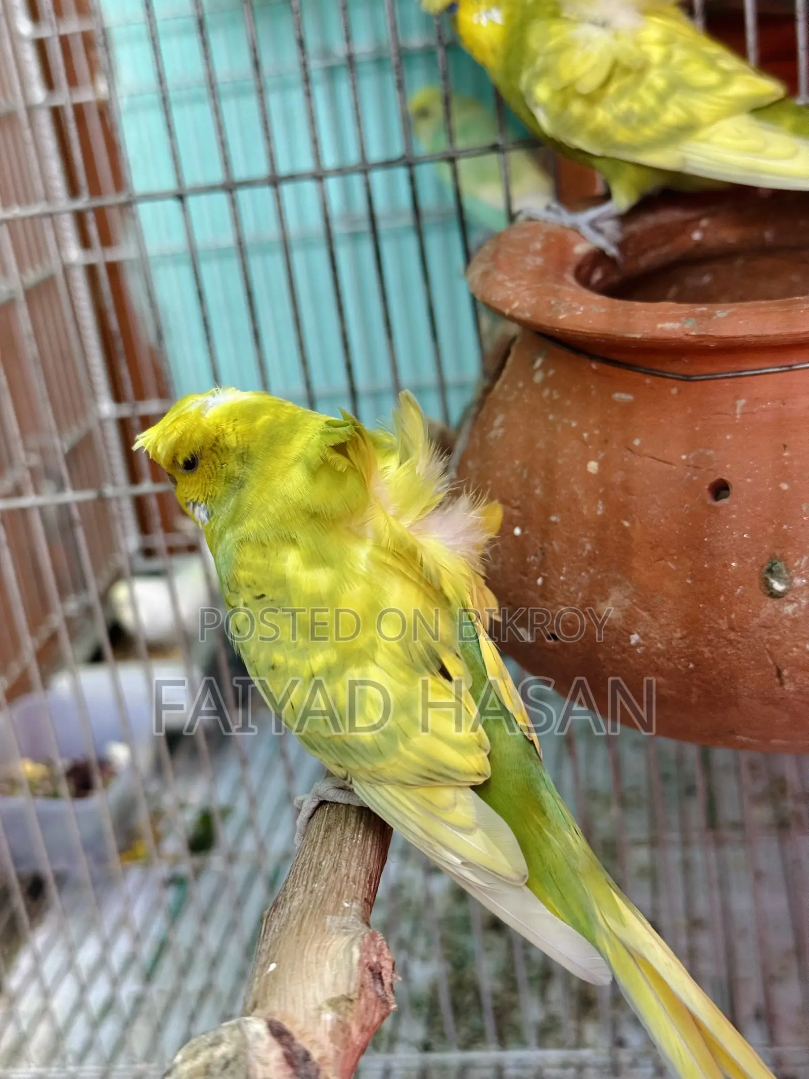 Japanese Budgie