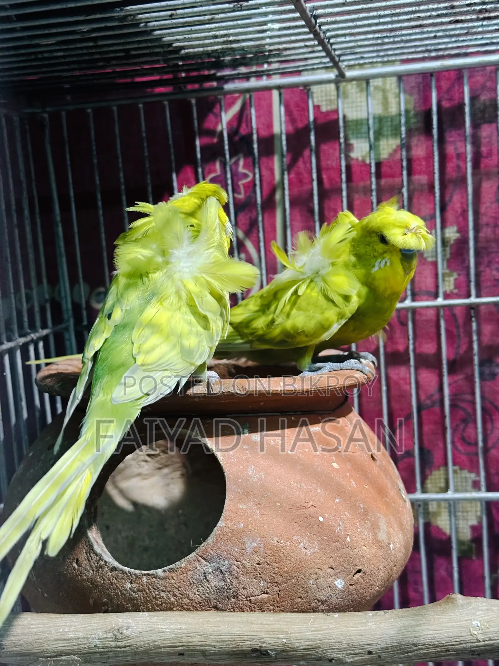Japanese Budgie