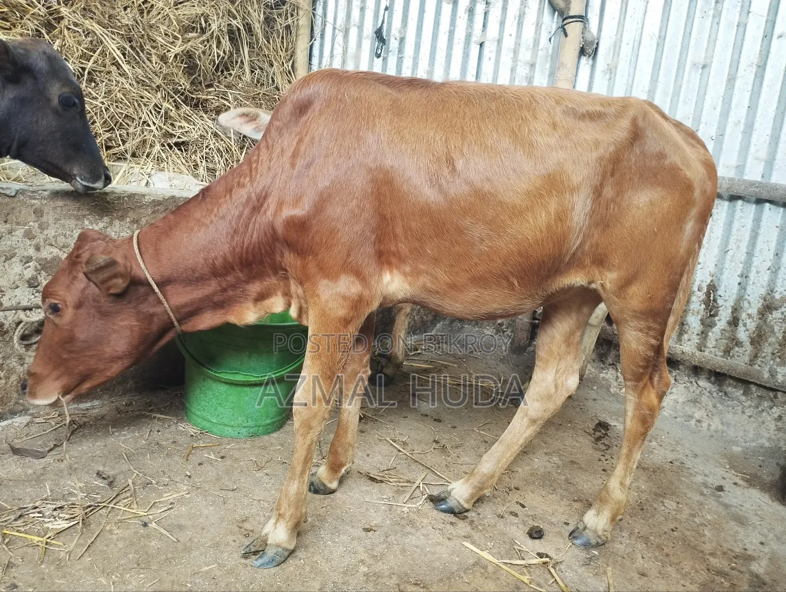 Heifer/Female Cow/Calf