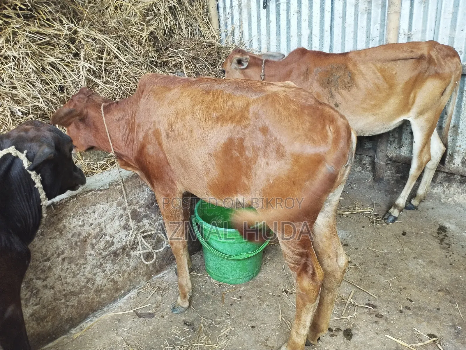 Heifer/Female Cow/Calf