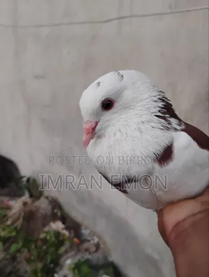 Raj Gola Male Pigeon
