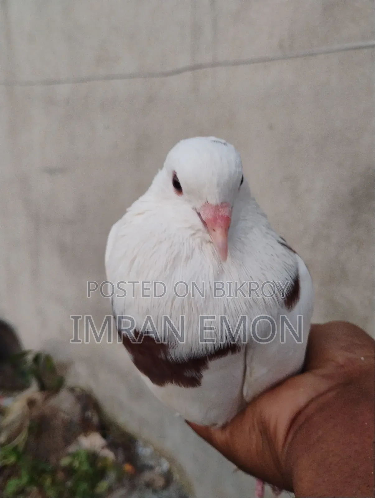 Raj Gola Male Pigeon