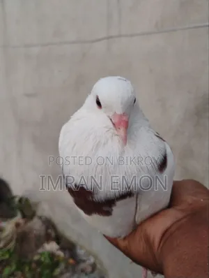 Raj Gola Male Pigeon