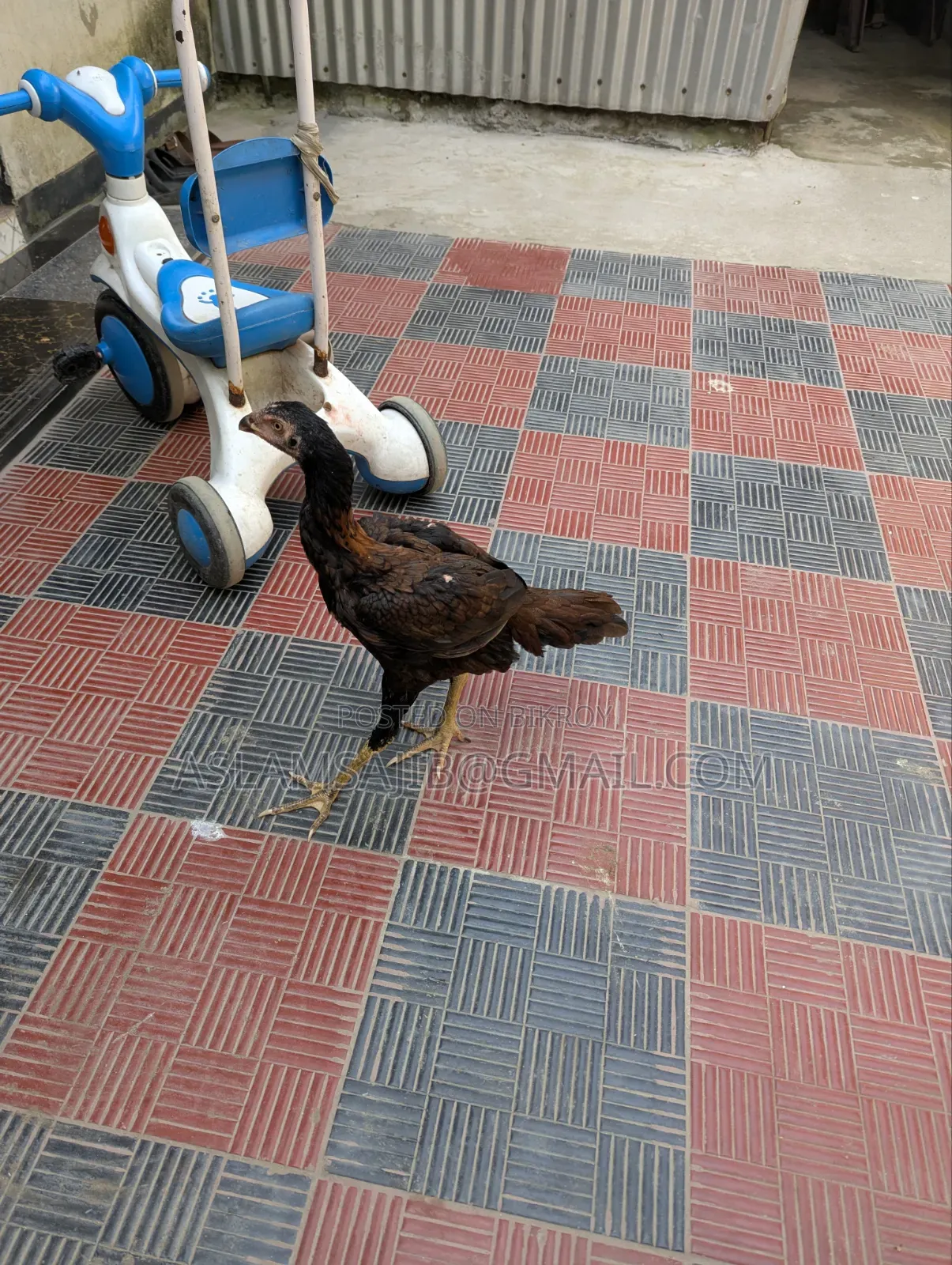 Asil Chicken