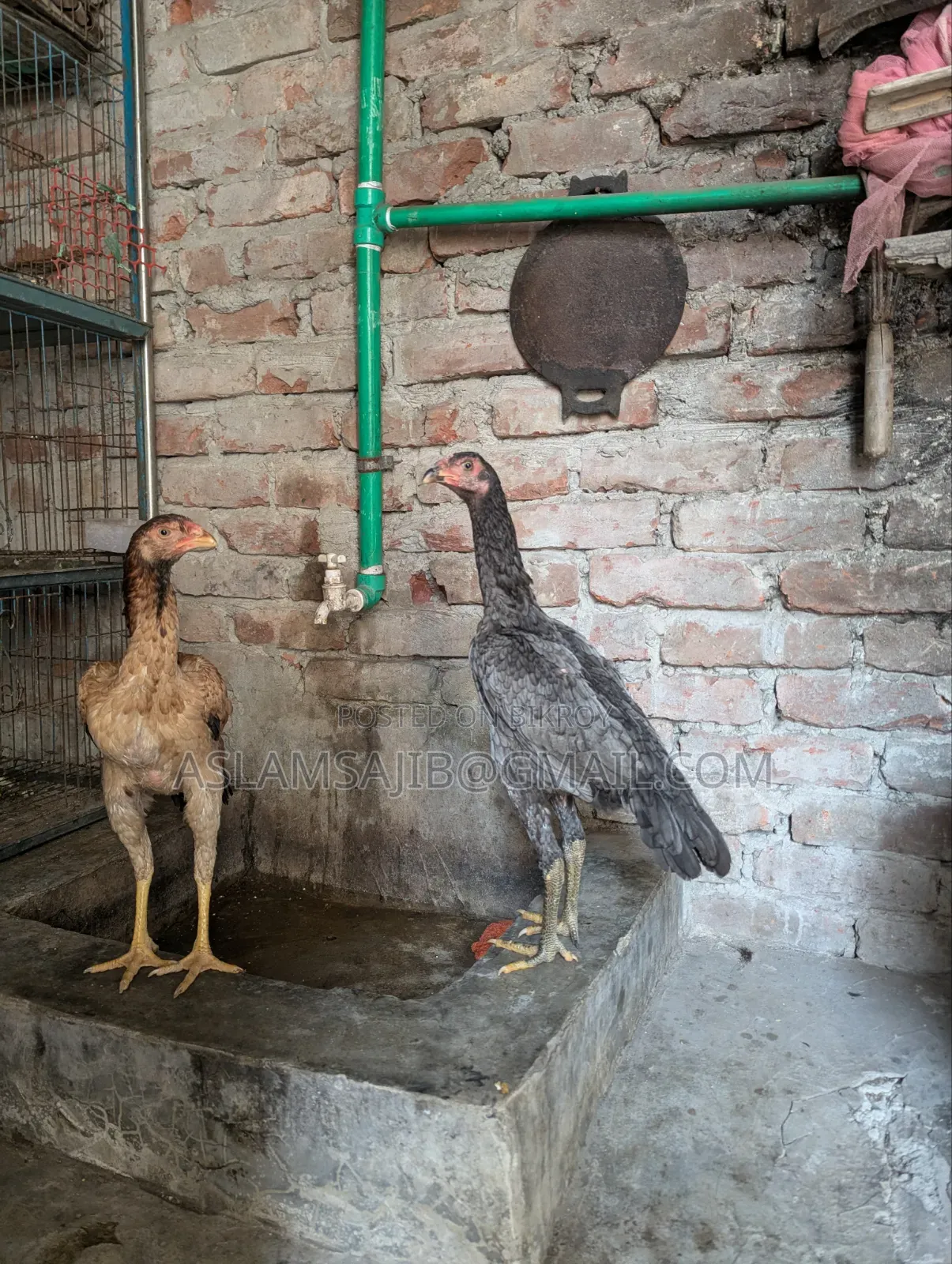 Asil Chicken