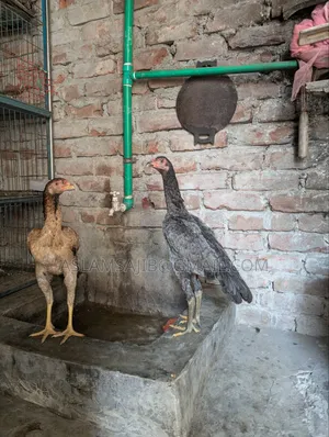 Asil Chicken