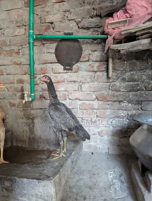 Asil Chicken