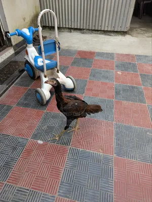 Asil Chicken