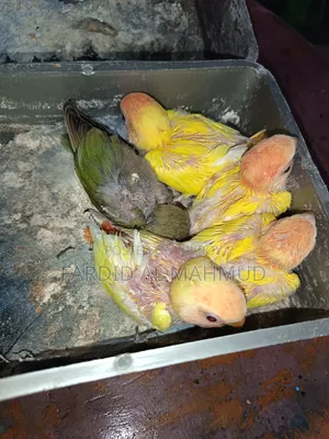 Red Head Lutino Opaline Tame Size Love Birds
