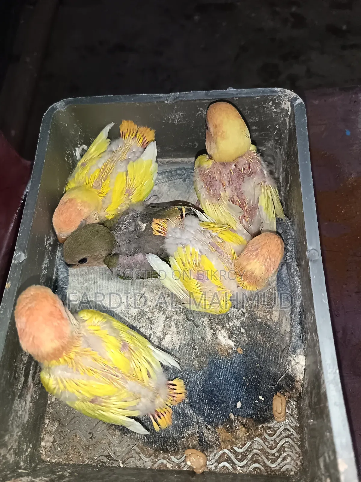 Red Head Lutino Opaline Tame Size Love Birds