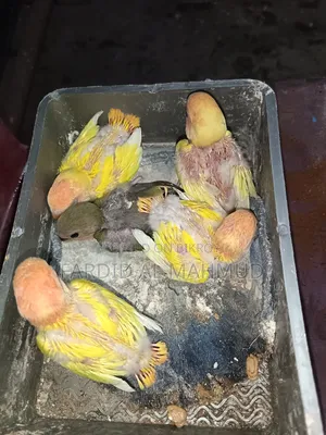 Red Head Lutino Opaline Tame Size Love Birds