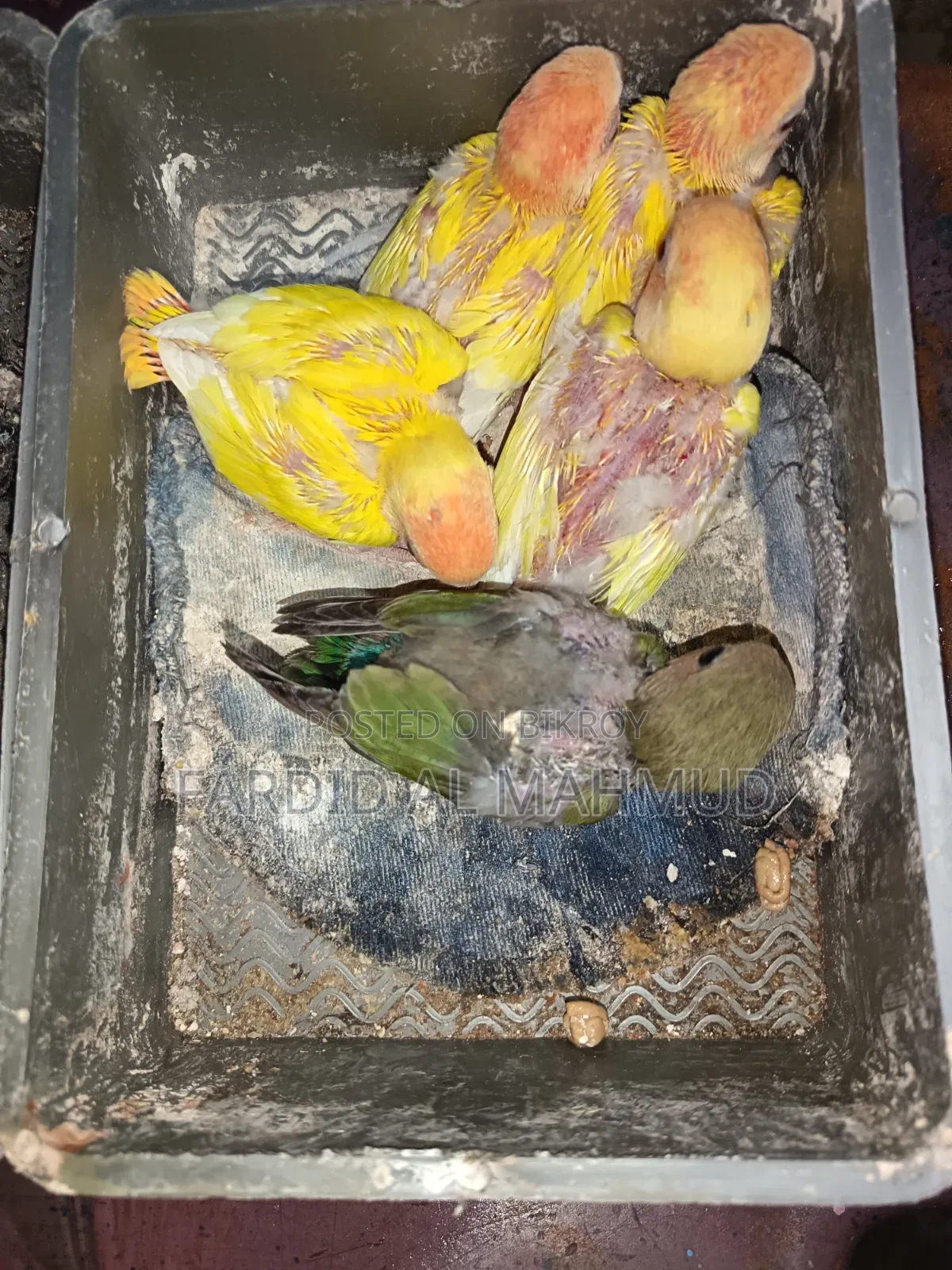Red Head Lutino Opaline Tame Size Love Birds