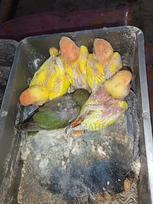 Red Head Lutino Opaline Tame Size Love Birds