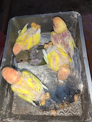Red Head Lutino Opaline Tame Size Love Birds