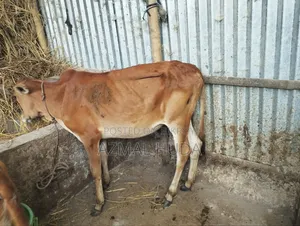 Heifer / Female Cow / Calf