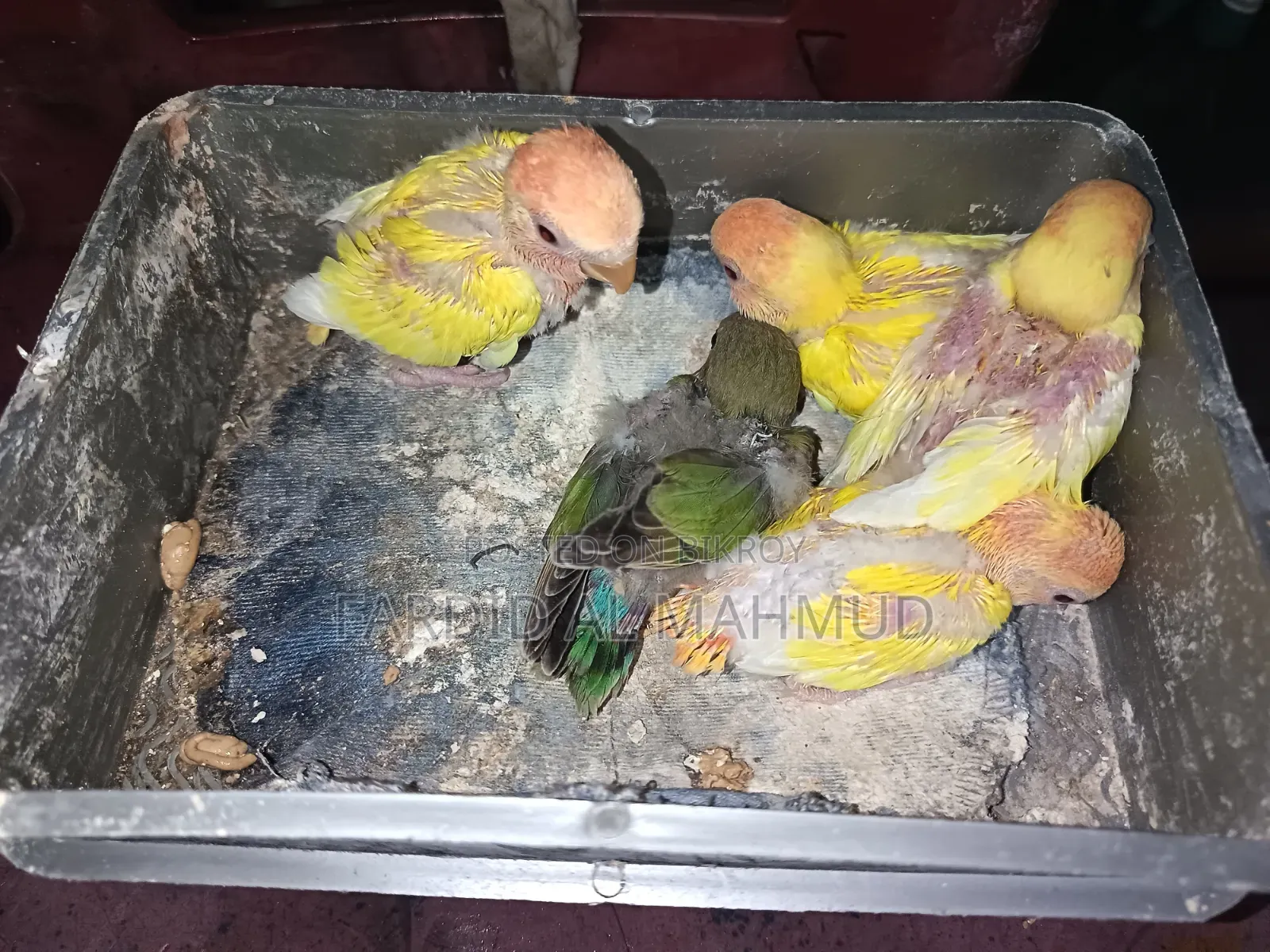 Red Head Lutino Opaline Tame Size Love Birds