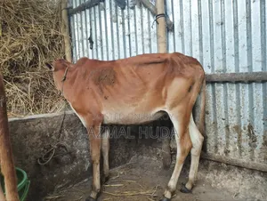 Heifer / Female Cow / Calf