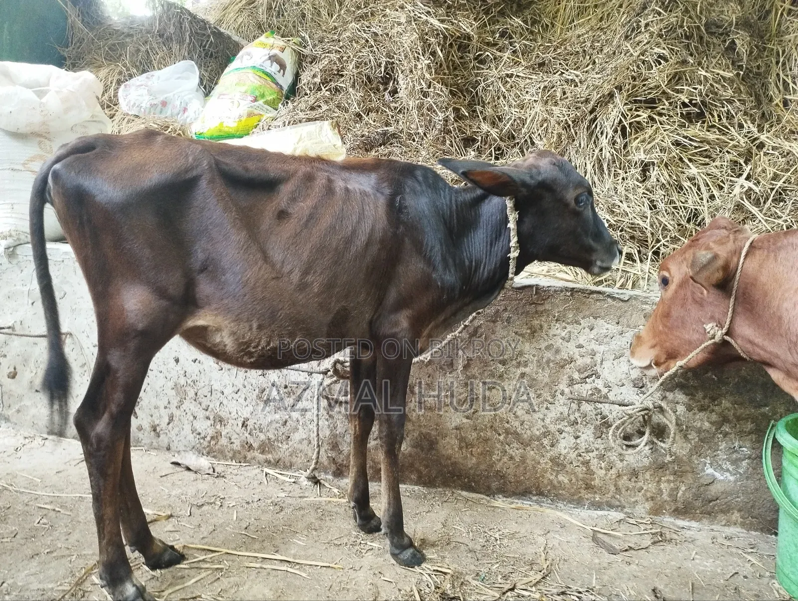 Heifer Cow / Female Cow Calf