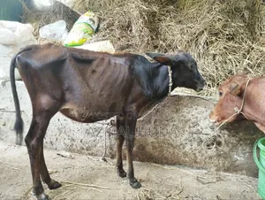 Heifer Cow / Female Cow Calf