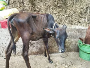 Heifer Cow / Female Cow Calf
