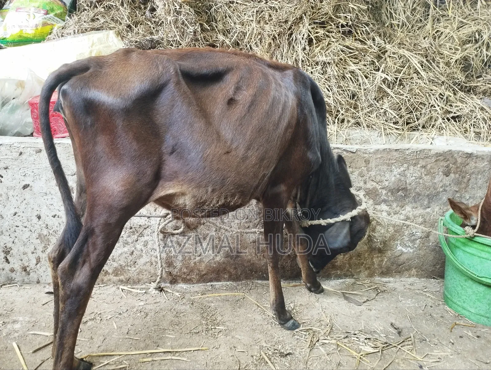 Heifer Cow / Female Cow Calf