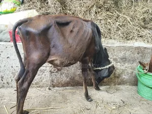 Heifer Cow / Female Cow Calf