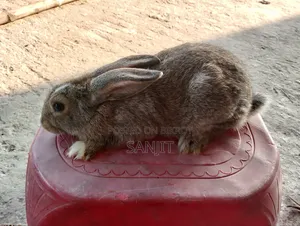 খরগোস বিক্রি হবে
