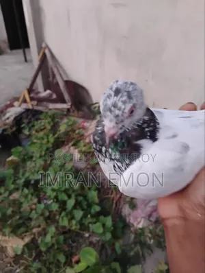 Giribaz Female Pigeon