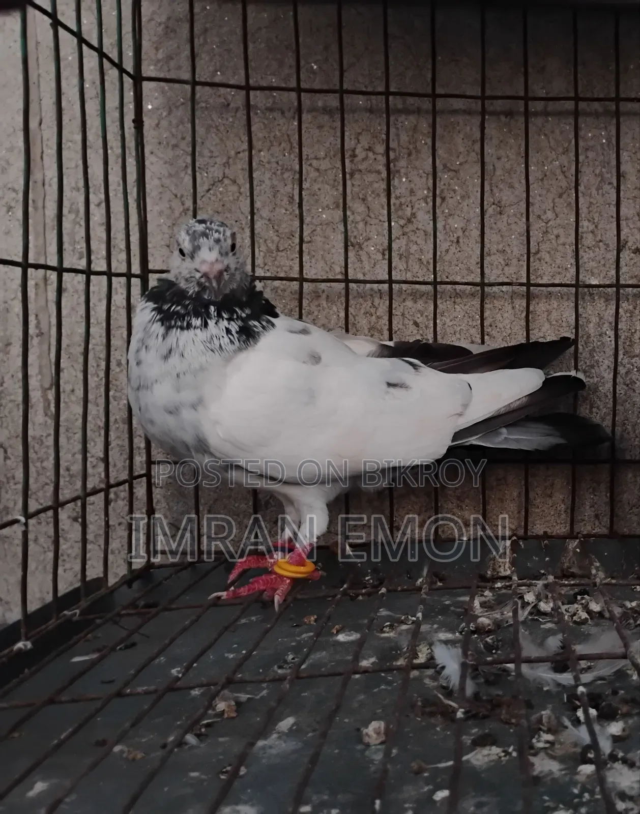 Giribaz Female Pigeon