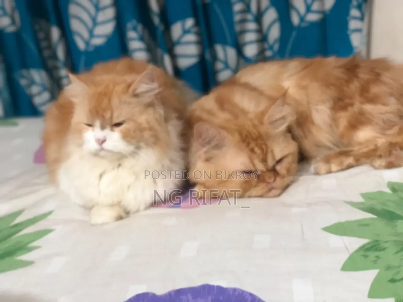 6-12 months Male Purebred Persian