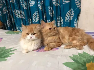 6-12 months Male Purebred Persian