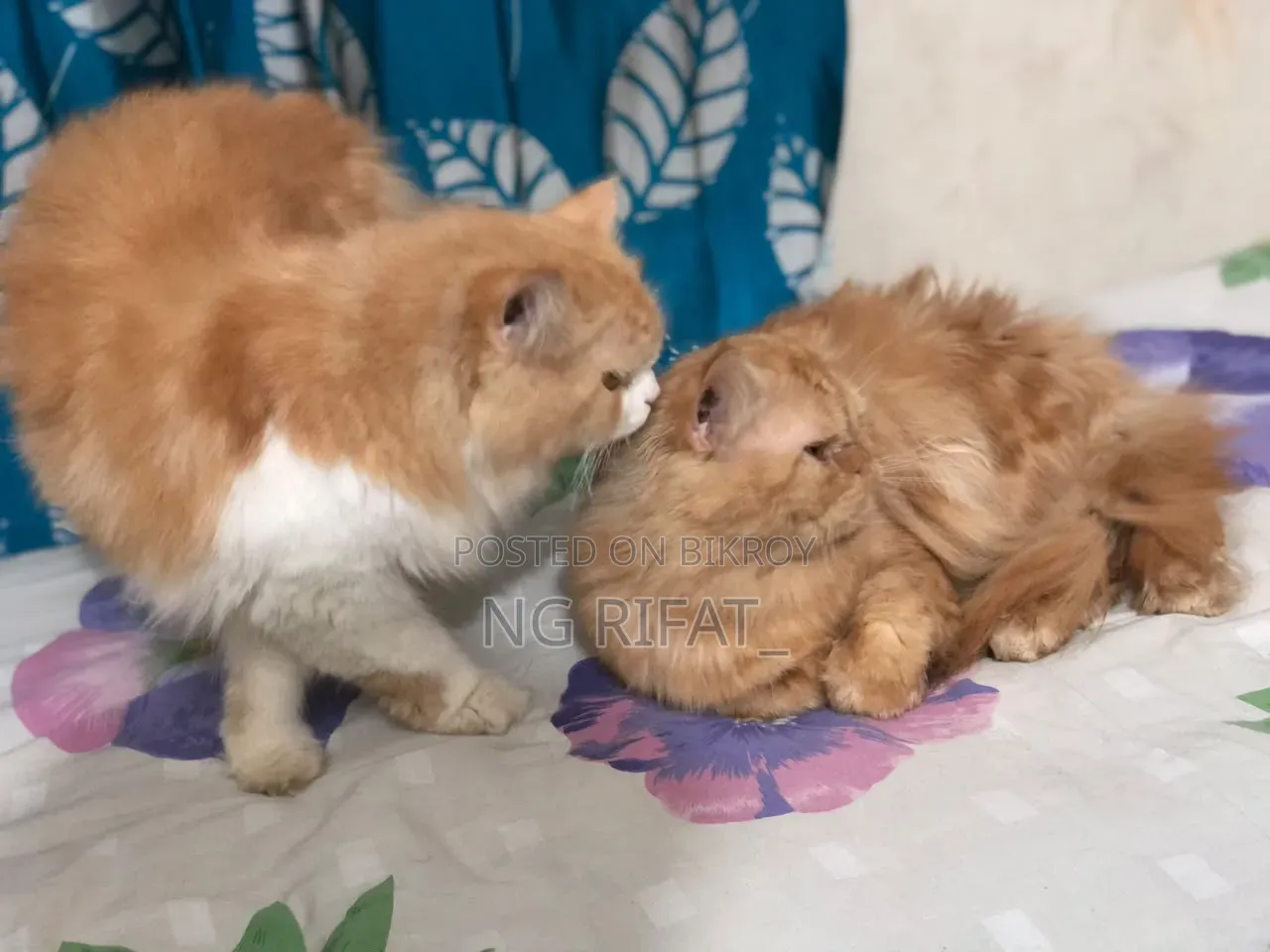 6-12 months Male Purebred Persian