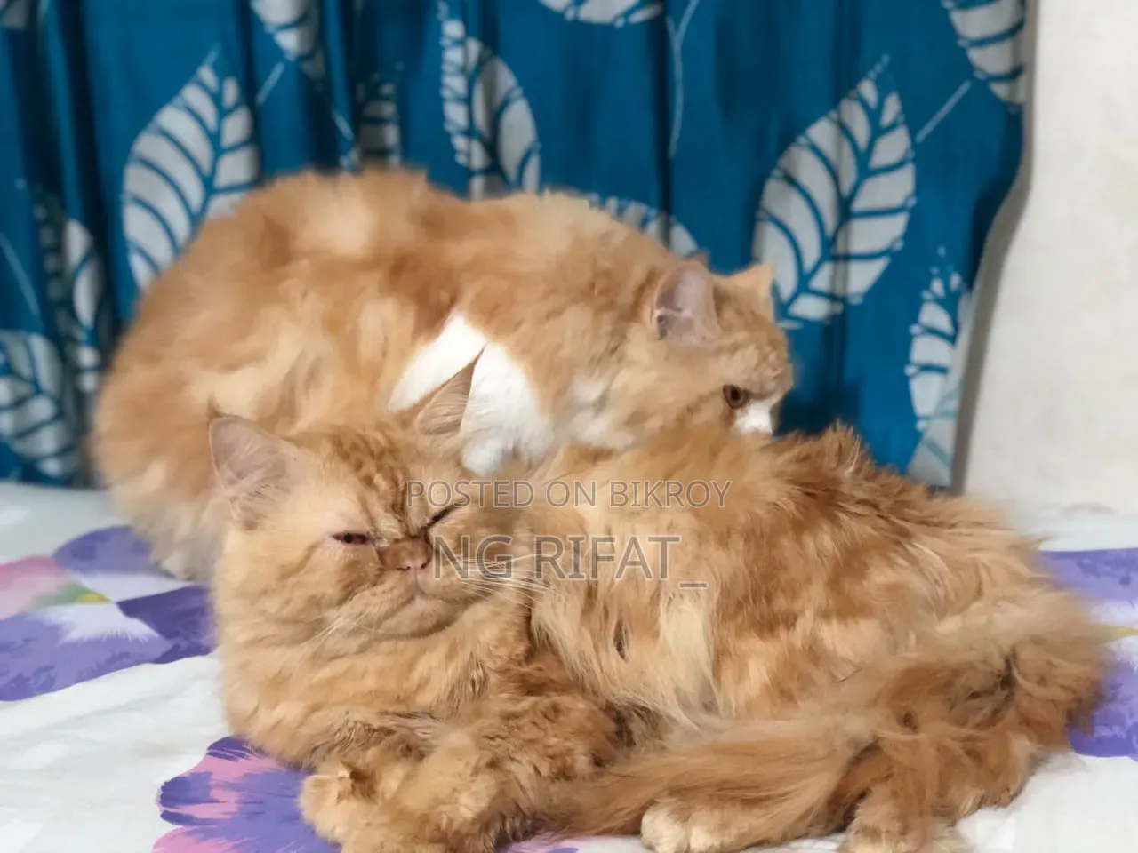 6-12 months Male Purebred Persian